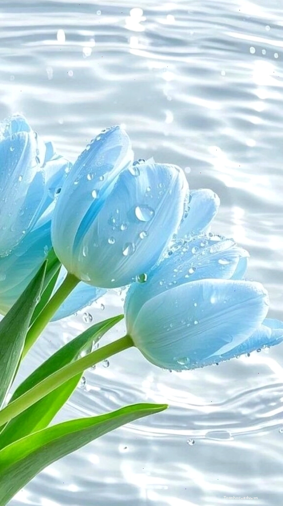 Tulip xanh 3D dưới làn nước trong veo