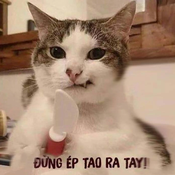 Tuyển tập ảnh meme tức giận: Biểu cảm hài hước và những tình huống dở khóc dở cười
