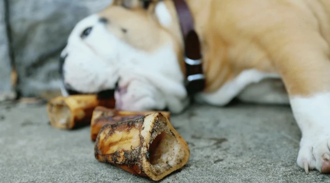 Training a Rescue Dog: Patience, Love, and Treats - K9 Connoisseur