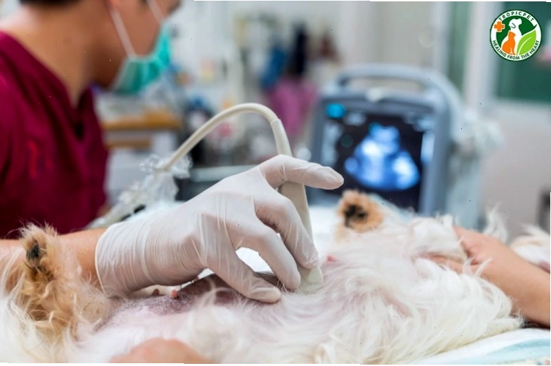 Chó bị tiêu chảy