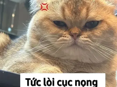 Xu hướng ảnh meme mèo hot nhất khiến dân mạng phát cuồng