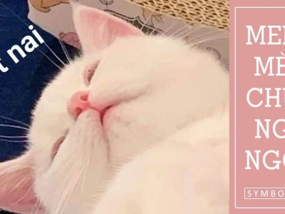 110+ Meme Mèo Ngủ: Biểu Tượng Dân Cày Deadline