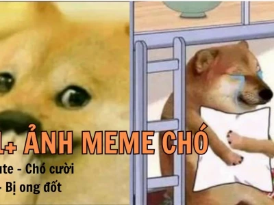 164+ Ảnh Chó Meme Cười Rụng Rốn Bạn Phải Xem Ngay
