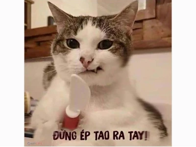 BST Meme Hài Hước "Cười Ra Nước Mắt" Cập Nhật 2026