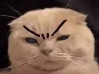 Khám phá Thế giới Meme Mèo Phán Xét Hài Hước và Gắt Gỏng