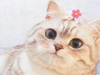 Khám phá Top Meme Mèo Khinh Bỉ: Biểu cảm xem thường đỉnh cao