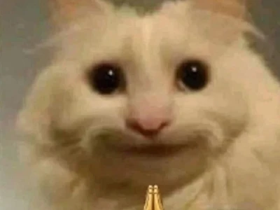Meme mèo há miệng: Những biểu cảm "khó đỡ" gây sốt cộng đồng mạng
