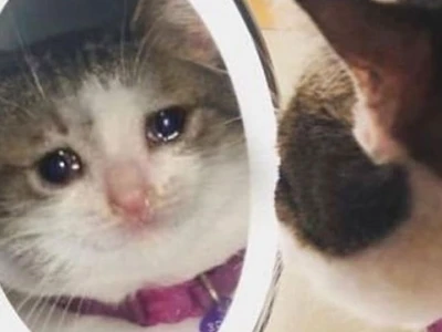 Meme Mèo Khóc Cute: Biểu Cảm Đáng Yêu Đốn Tim Người Xem