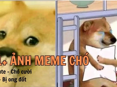 Thế giới Meme ảnh chó hài hước 2026: Cười thả ga với bộ sưu tập độc đáo