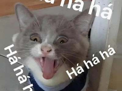 Tổng hợp ảnh mèo meme hài hước và biểu cảm độc đáo cho năm 2026