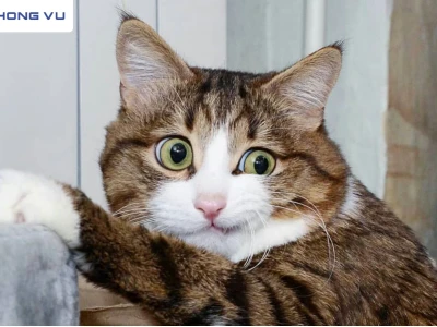 Tổng hợp meme mèo buồn: Biểu cảm hài hước sưởi ấm trái tim bạn 2026