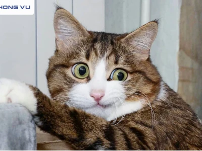 Top meme mèo cười hài hước và biểu cảm khó đỡ nhất 2026