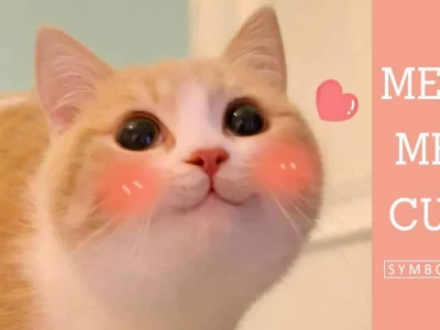 Top Meme Mèo Cười Nhe Răng Hài Hước Nhất Năm 2026