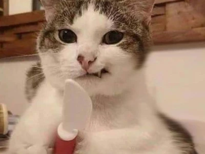 Tuyển tập ảnh meme tức giận: Biểu cảm hài hước và những tình huống dở khóc dở cười